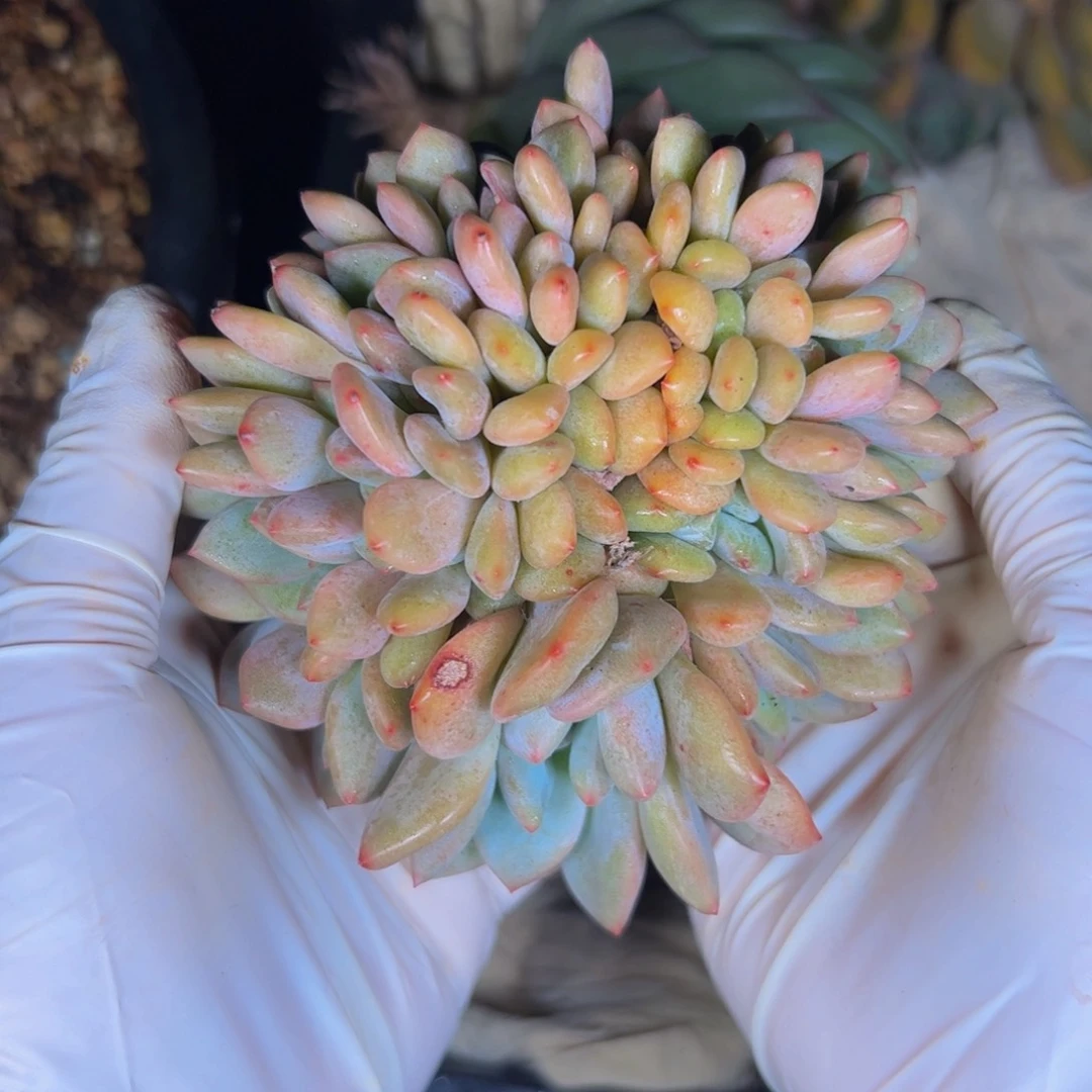 艾丽儿缀多肉植物