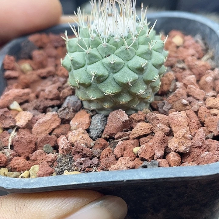 实生菊水一颗包邮