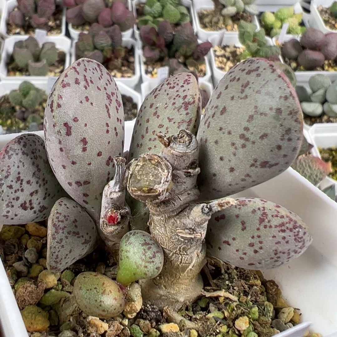 w带桩红点粉蛋多肉植物水泡