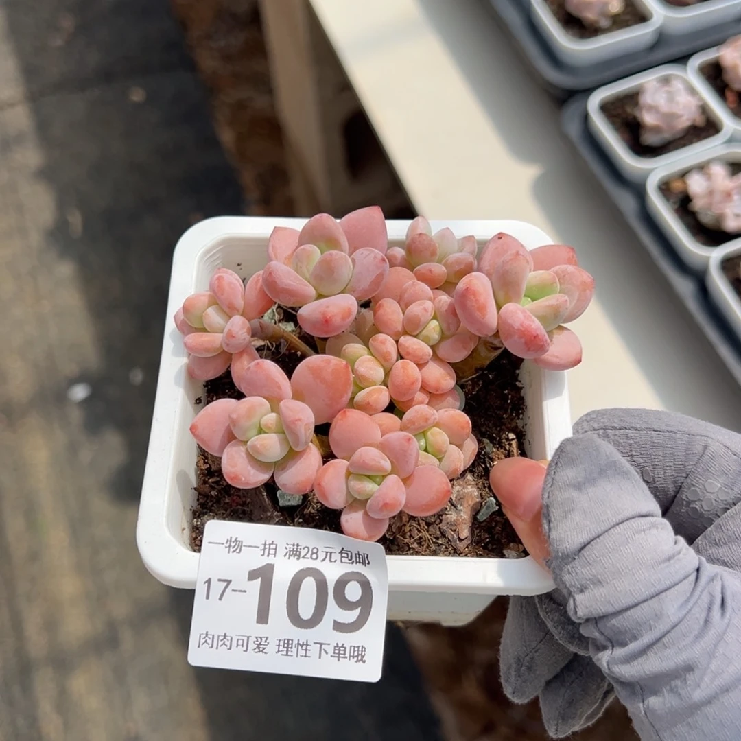 红洛神多肉多肉多肉多肉