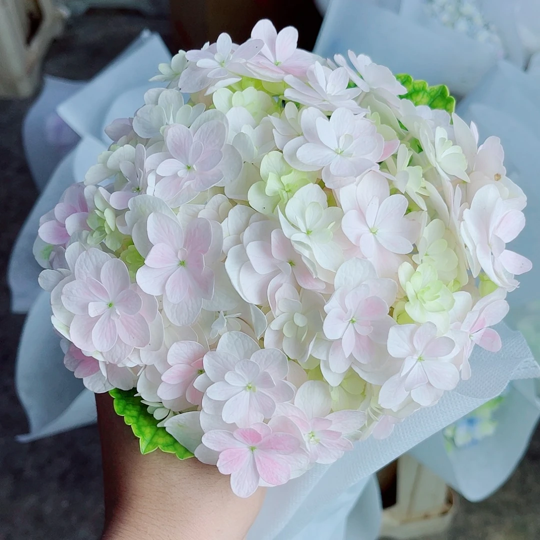 完全开放稀有绣球花157