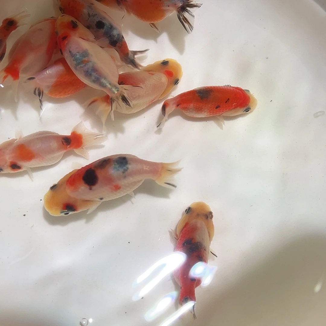 老***0海水老鼠爱大米商品兰寿11条