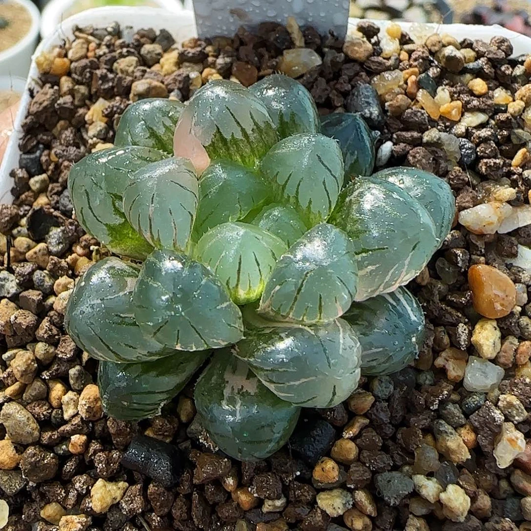 6号非组冰灯玉露锦一物一拍带盆土