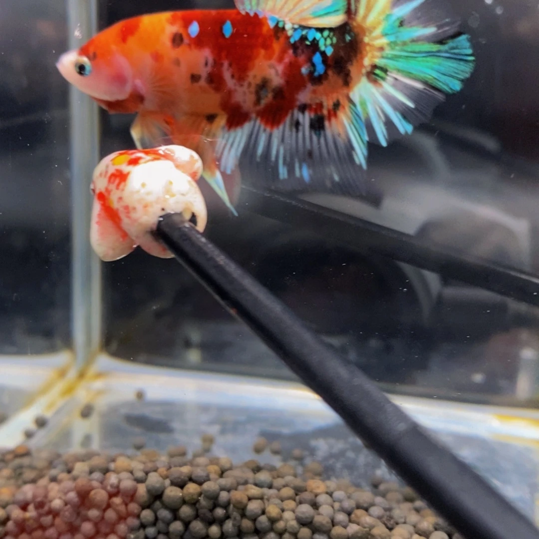 斗鱼517巨斗1星111