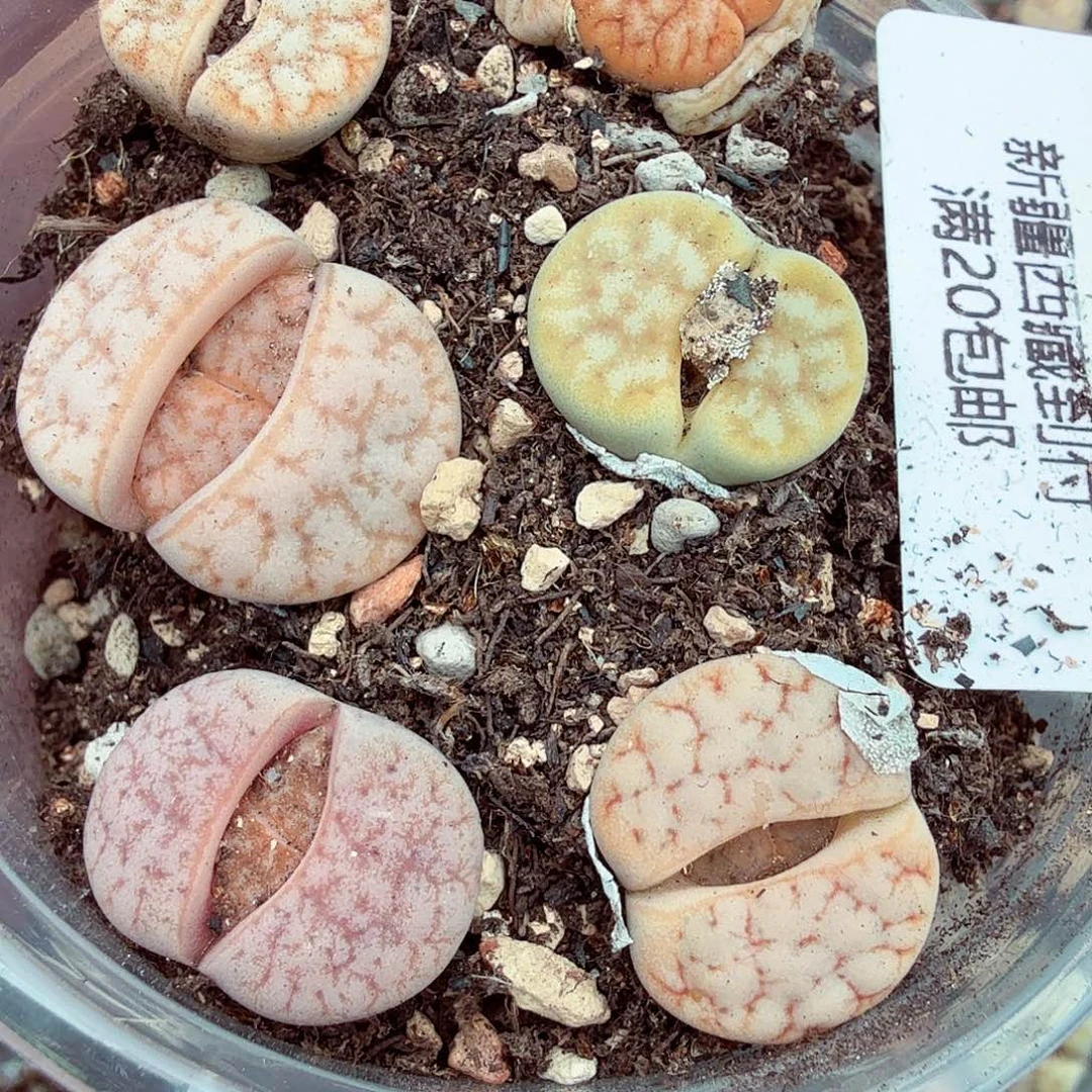 哈哈笑不出话就笑007是