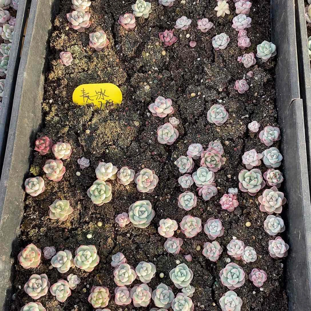 转***喔糖心珍妮混一物一拍009