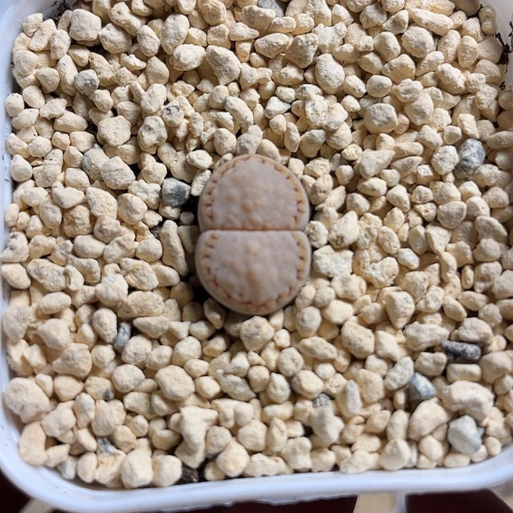 佳人园艺多肉生石花217饼干80