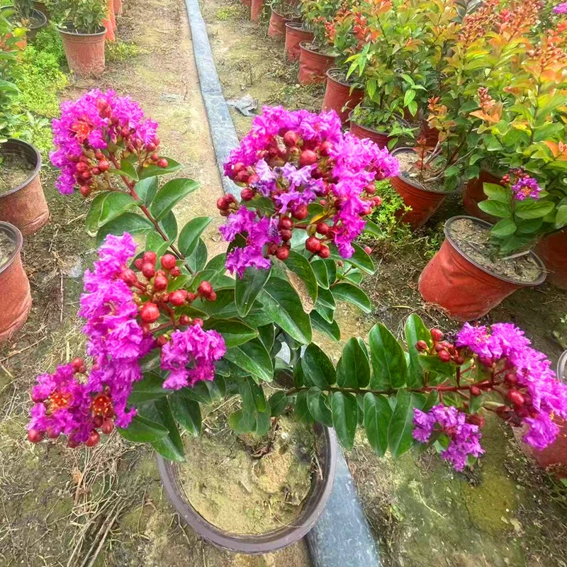 新品矮化品种 紫精灵 紫薇 花期长 耐寒好养