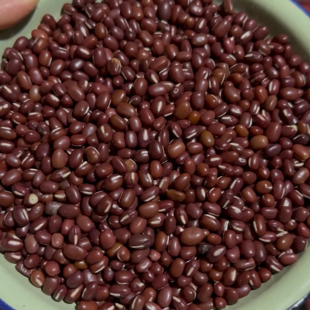 红豆～发芽用，煲红豆粥都非常棒