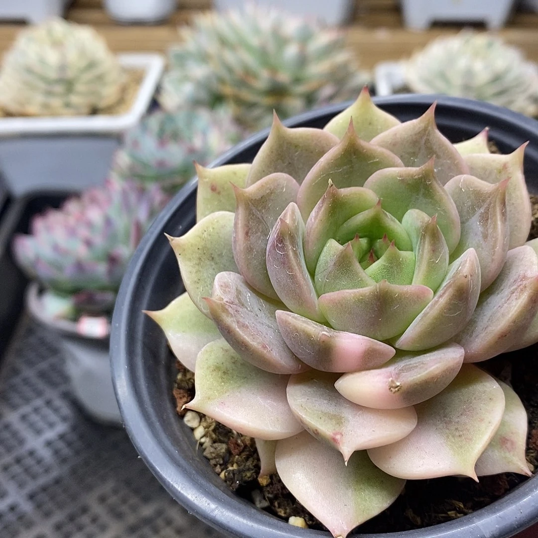 1964 福利贝加尔湖锦 不售后