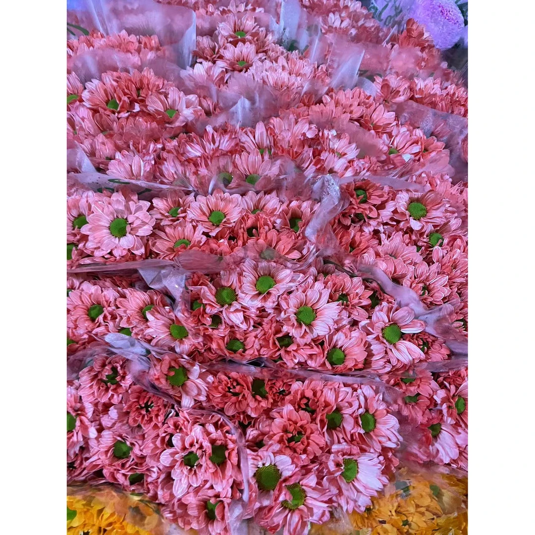 10支小皱菊（可选颜色）稀有吸色雏菊超长待机水养鲜花云南基地直发