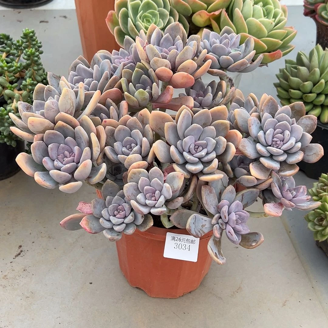 期***好3034冬美人多肉植物