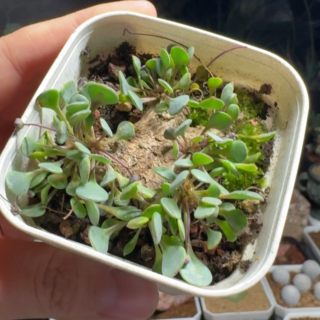 福利圆叶格加厚敦菊一物一拍