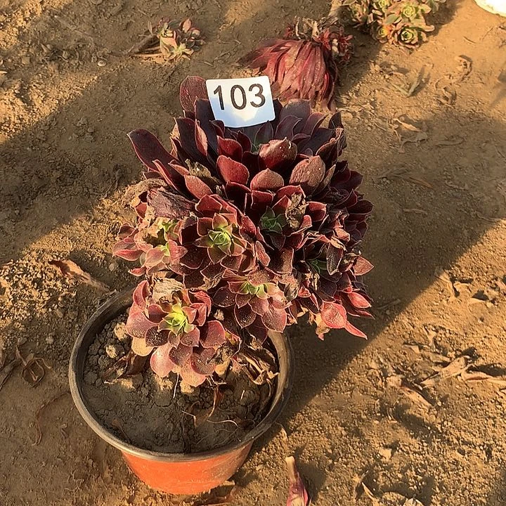 无花朵103金丝缺南