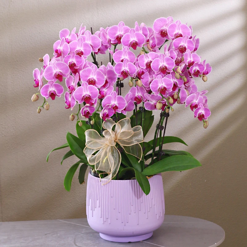 蝴蝶兰【安妮】带花带盆组好伴手礼送礼茶桌婚礼工位美化装饰