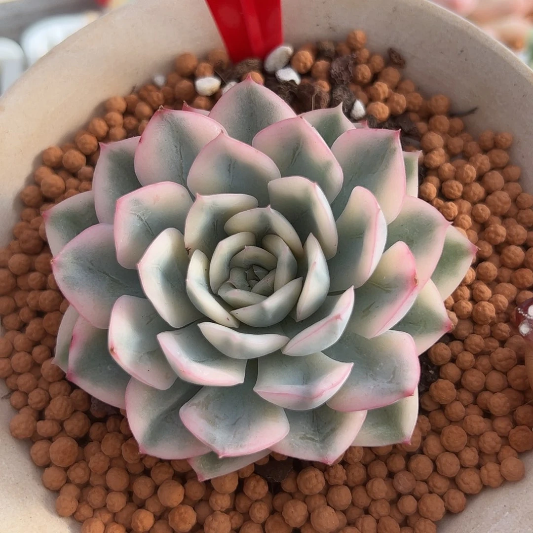 0585月亮仙子锦多肉植物