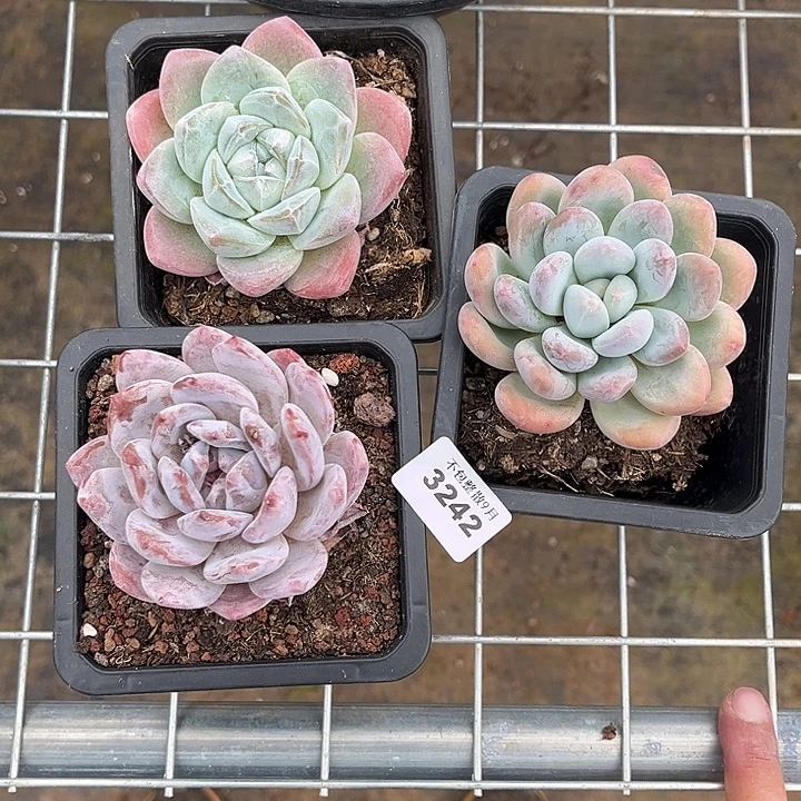 阿雅园艺。         3242