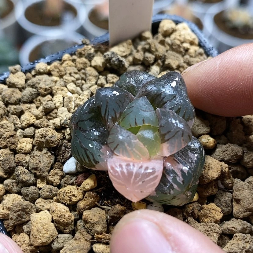 【闪购商品】188 ob冰灯