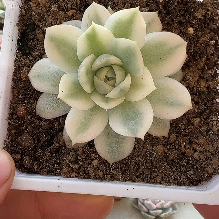1180号韩水晶锦多肉