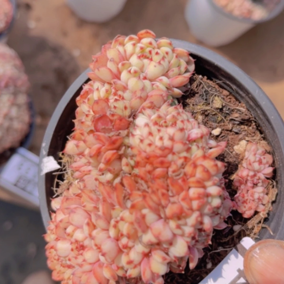 【闪购商品】粉姬莲缀05134 