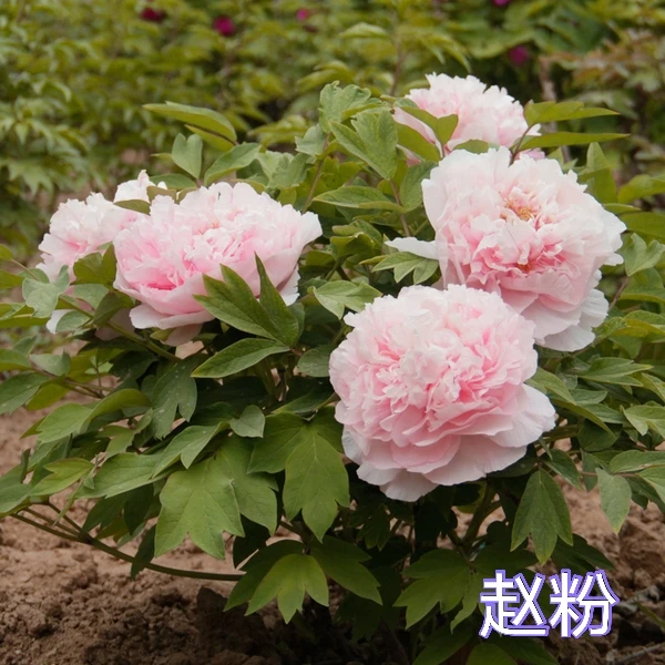 【赵粉】四大名品之一,粉色系大花别墅庭院种植带土球发货