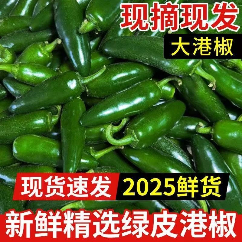 农家自种港椒皮薄肉厚香辣港椒泡椒腌制辣椒咸菜