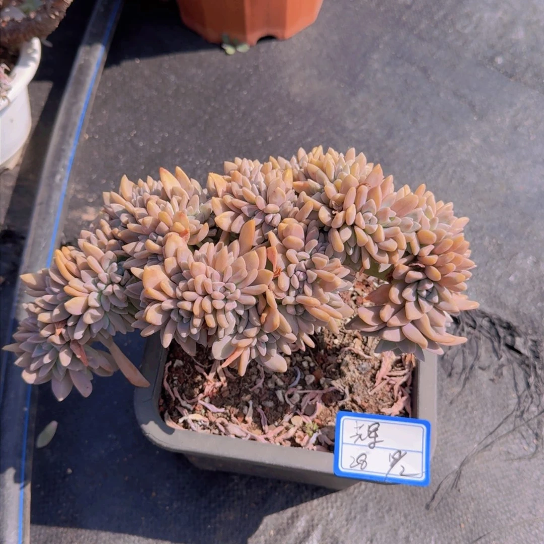 辉*辉淡雪缀凡艺多肉