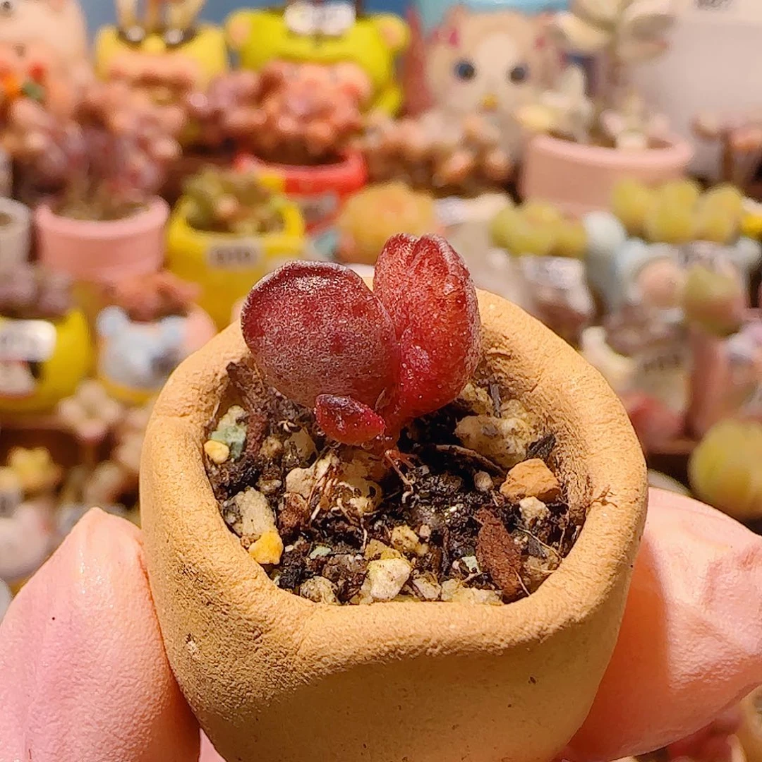 T可爱小紫芯盆口2cm