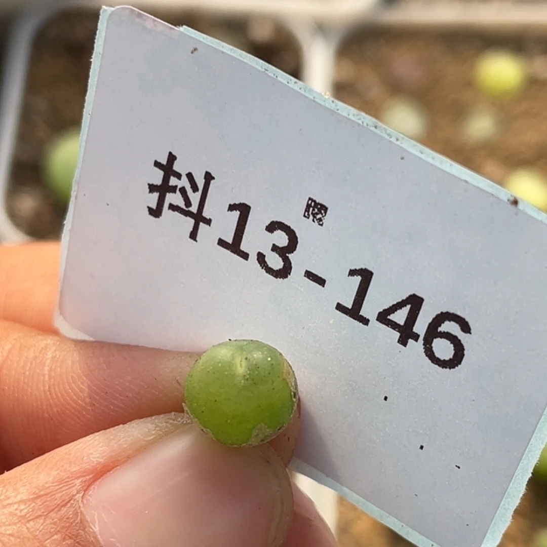 13-146小拉登多肉植物