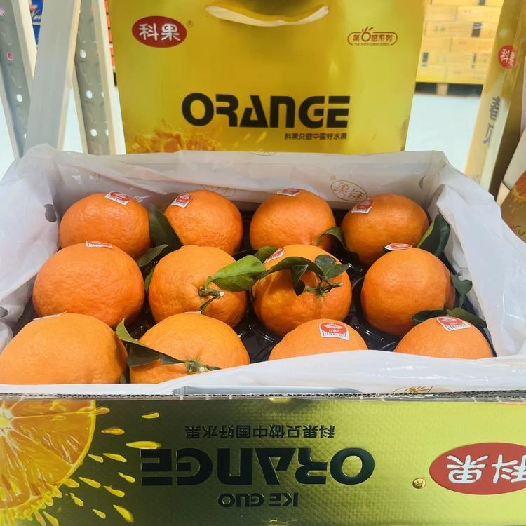 【礼盒装】科果金箱爱媛  肉嫩水分足 整箱12颗大果带箱十斤左右