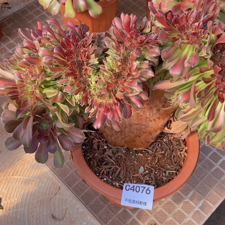 【闪购商品】俊*4076粉女巫中斑多肉