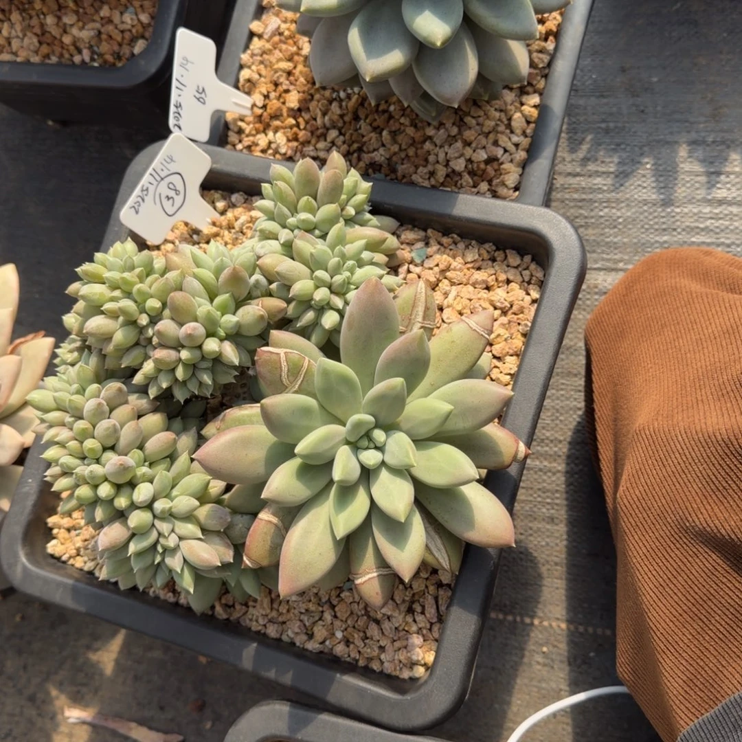 b***d焦糖体哥特缀38、黄胖体单头哥特65