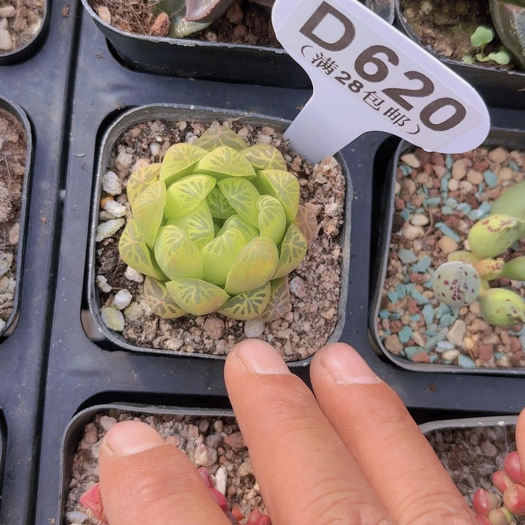 D620黄金雨露一物一拍