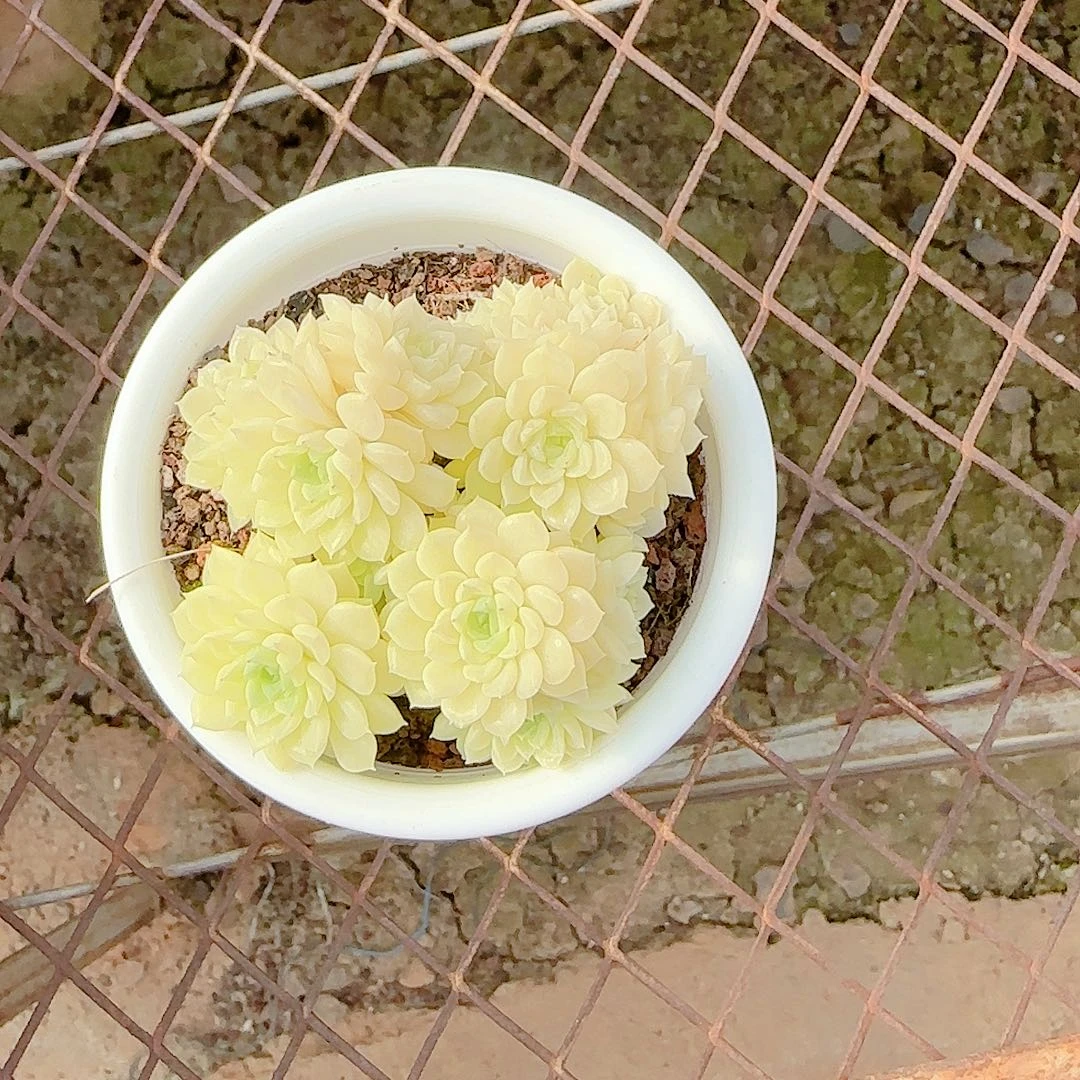 i***”1205-96（m1-400-2）多肉专拍