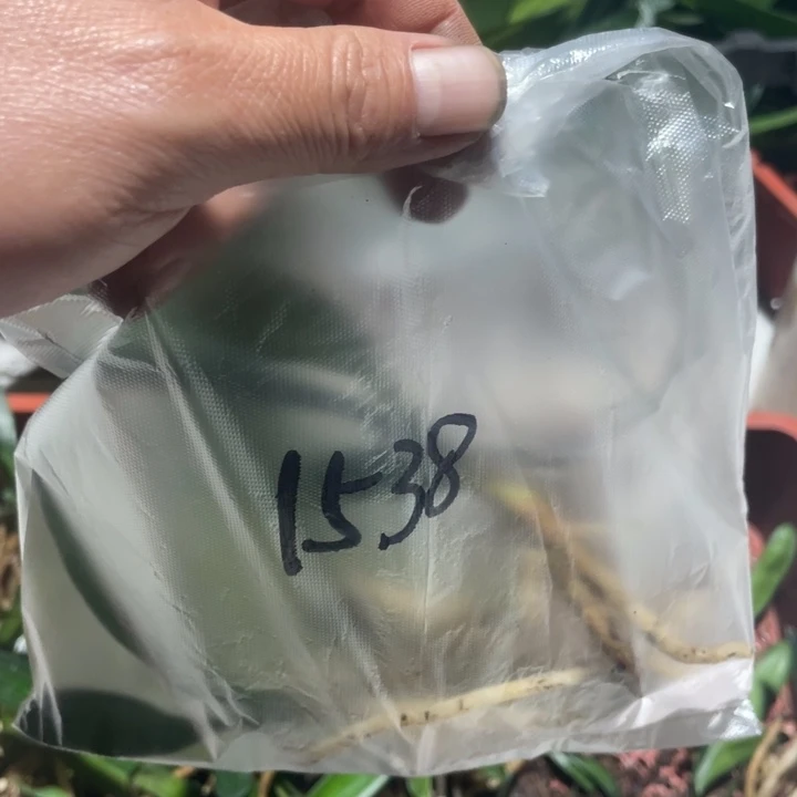 当前无花栽培后可以开花知**乐