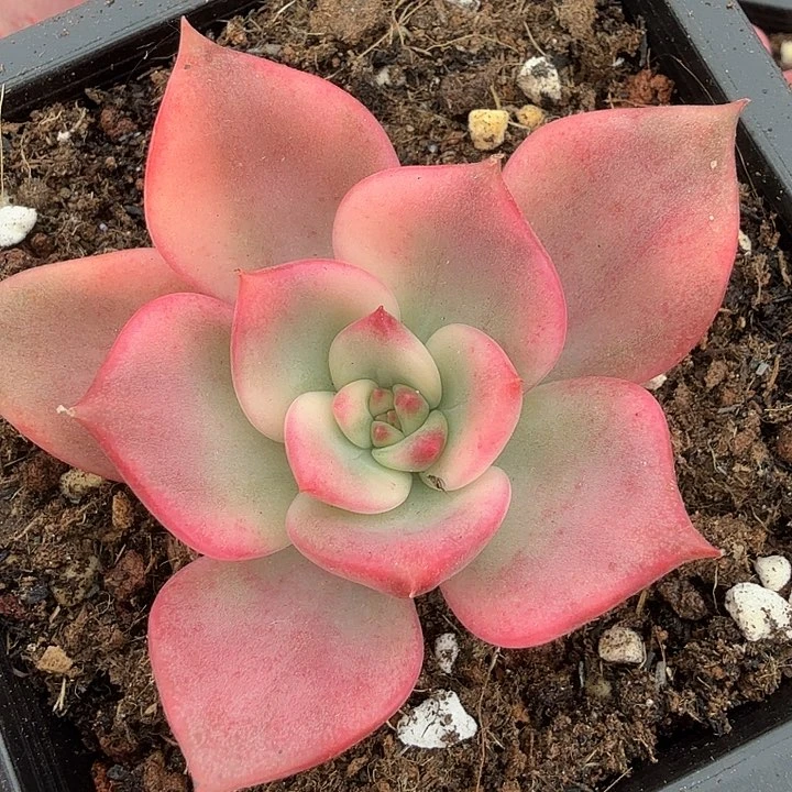 卡梅拉腹轮锦无根