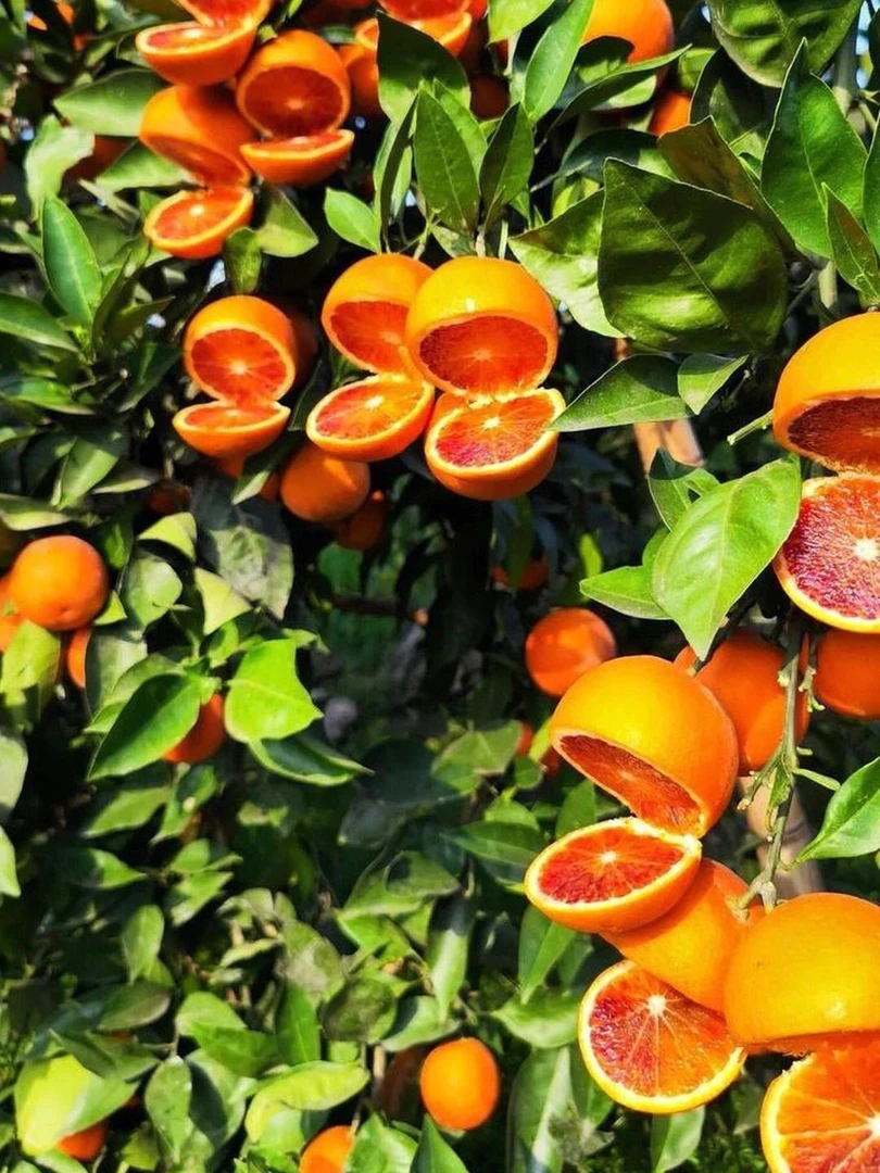 巫山血橙，现摘现发