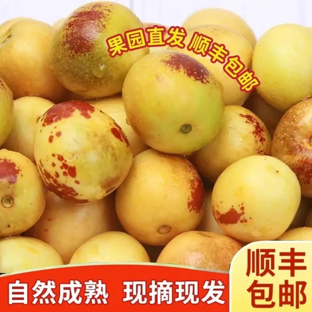 【顺丰包邮】正宗现摘山西庙上冬枣脆甜冰糖大枣新鲜当季孕妇水果