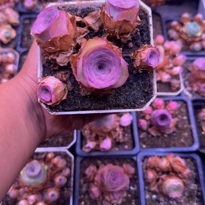 山地玫瑰111134343467676767676