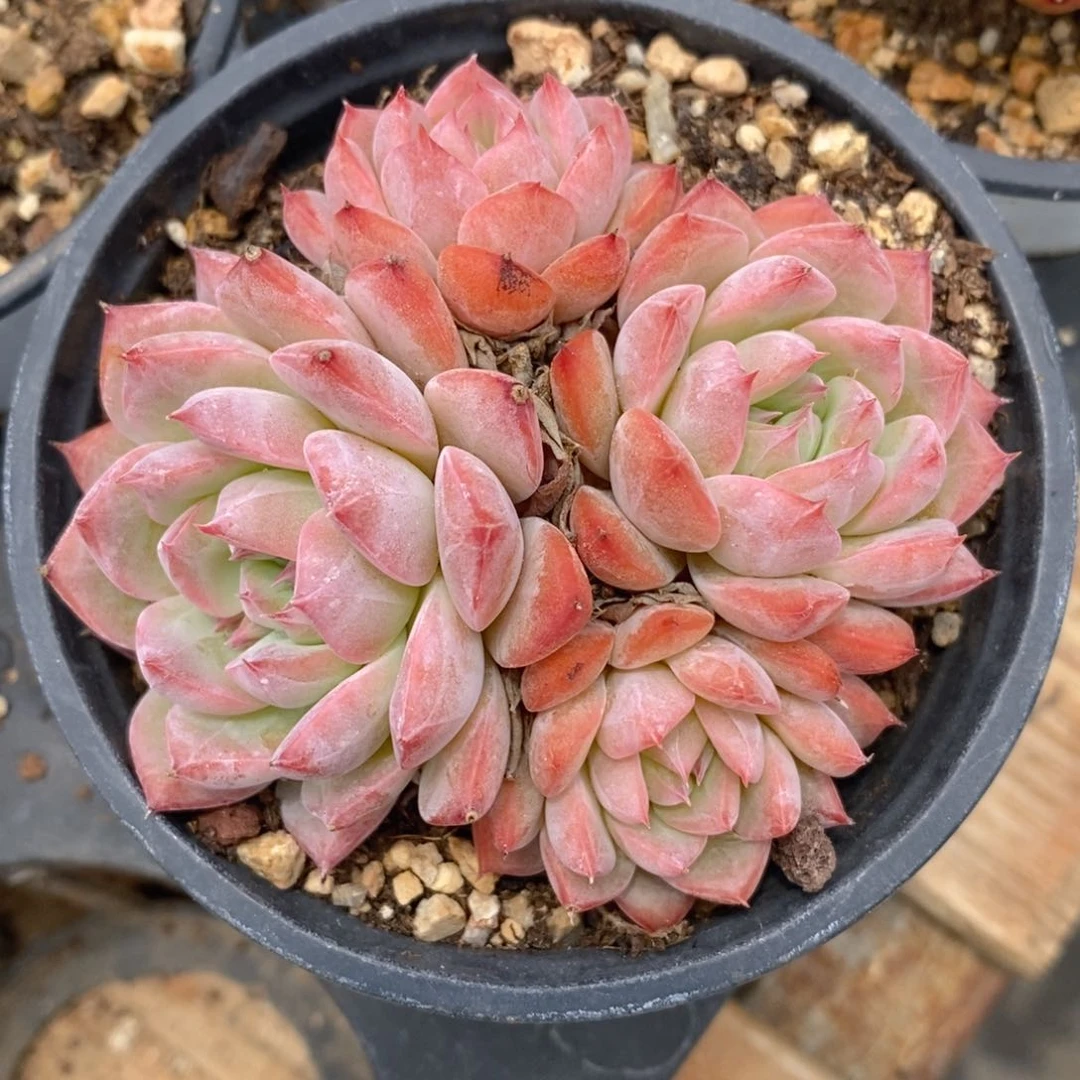 一物一拍精品多肉-