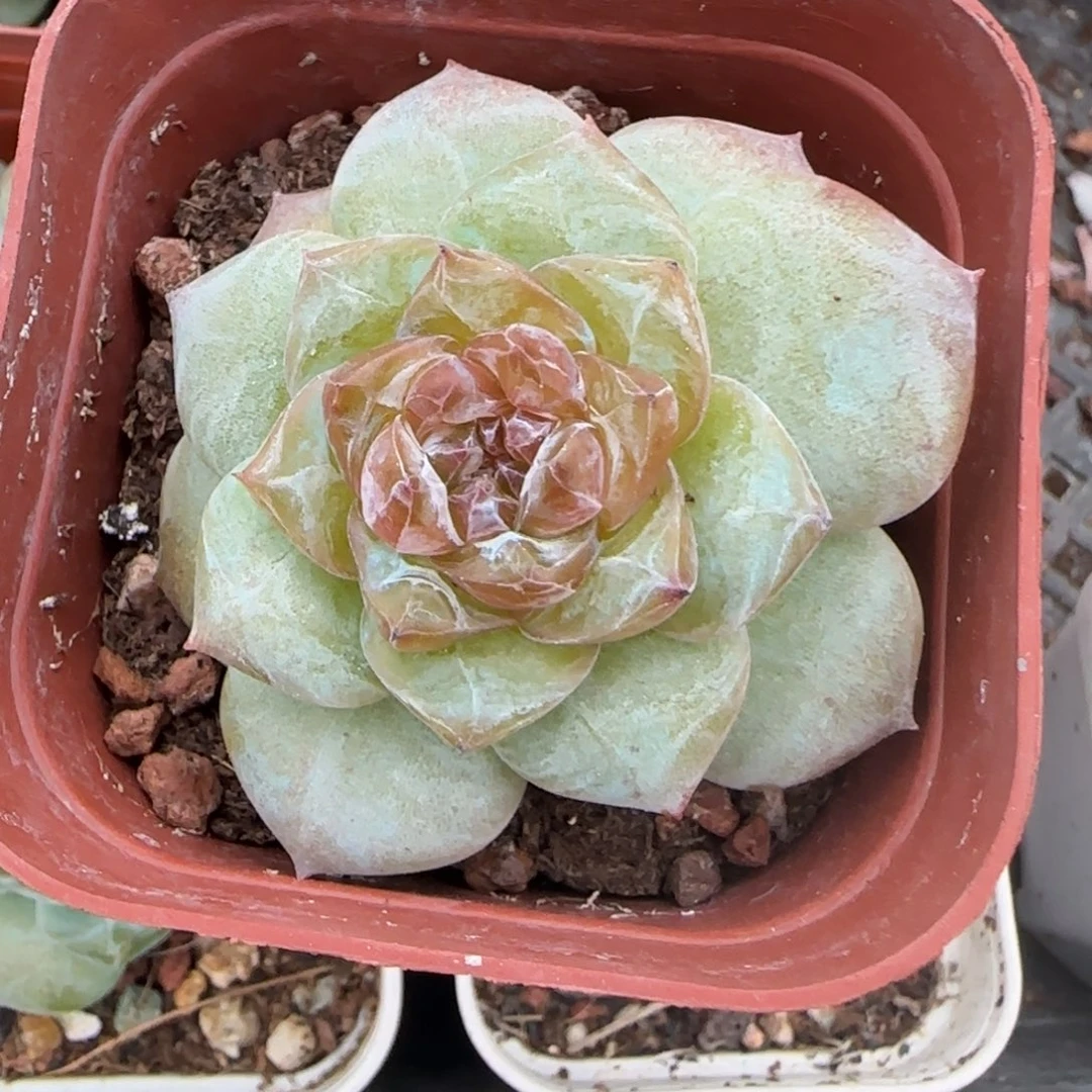 小卡拉米糖心一物一拍