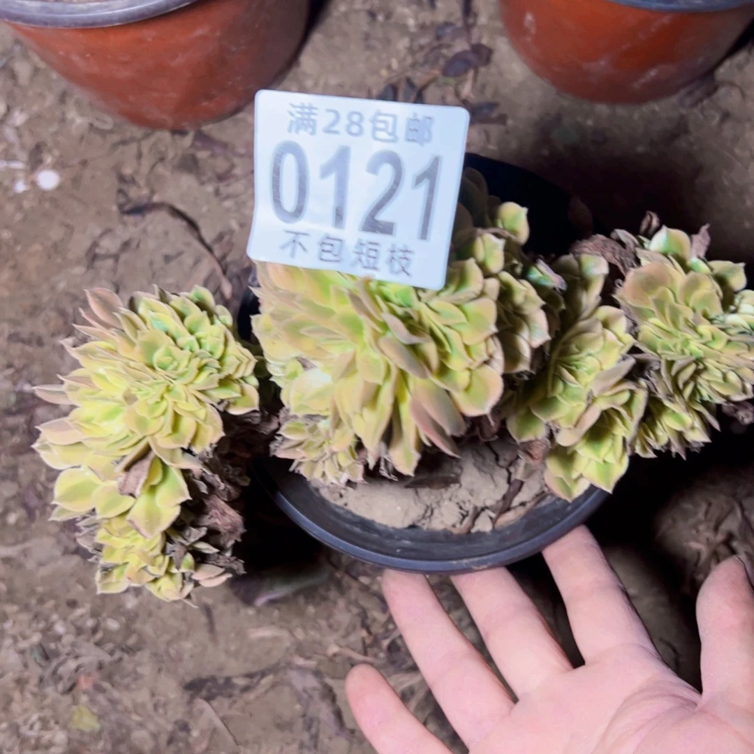 维纳缀多肉植物0121
