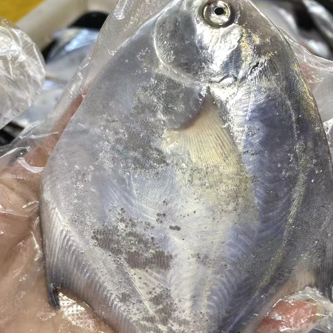 台州东海新鲜东海野生银鲳鱼刺少肉嫩冷链发货一斤7-9条1500