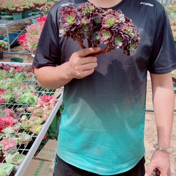欧价丽醉话多肉法师