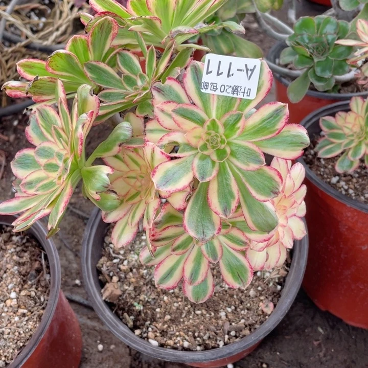 111微锦有砍多肉123446789