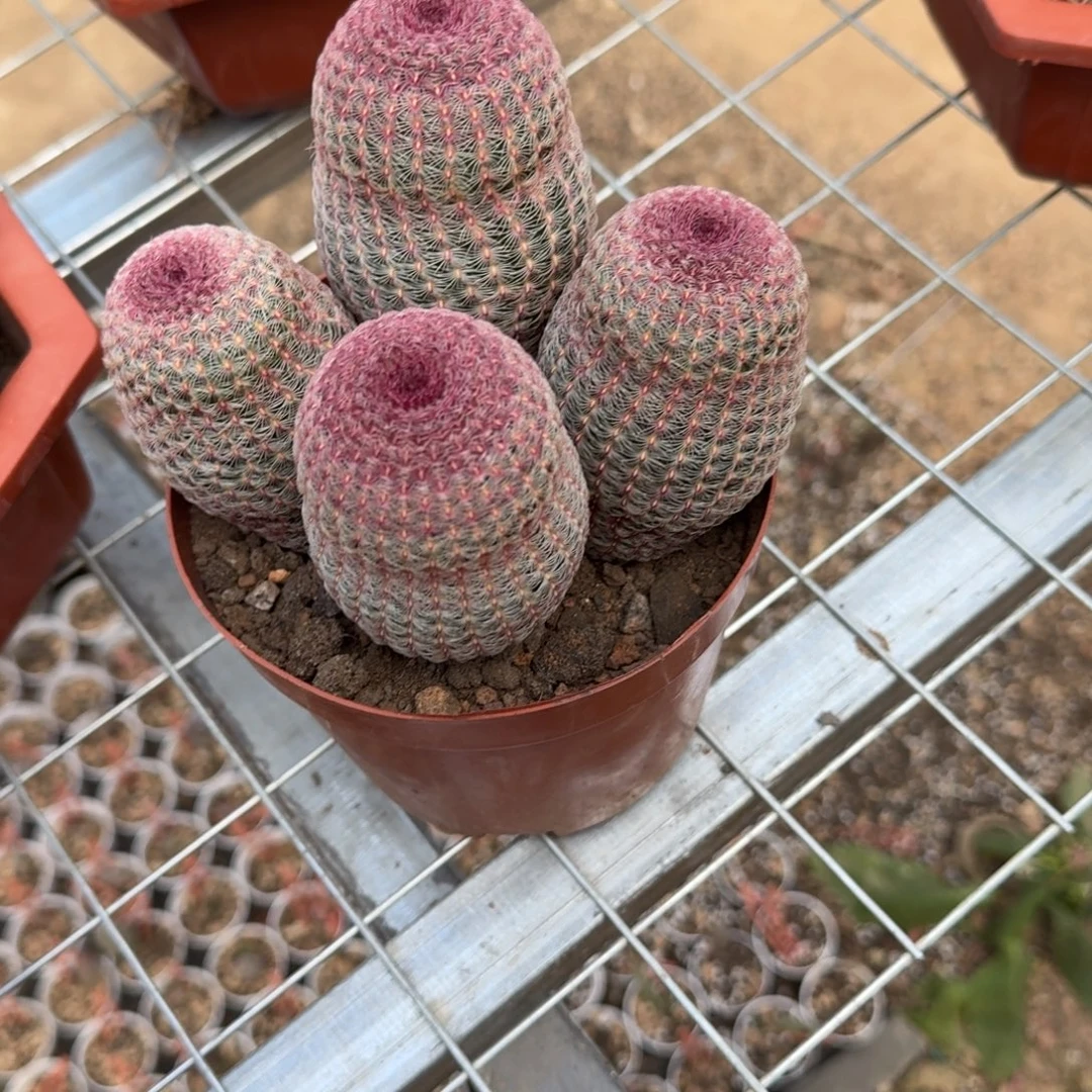 田***风可口可乐了可口可乐了