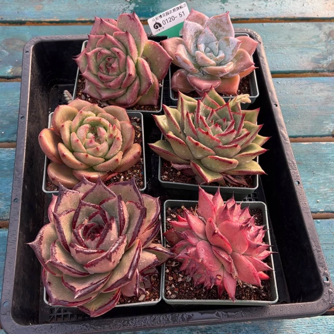 从前慢多肉精选编号0120.51