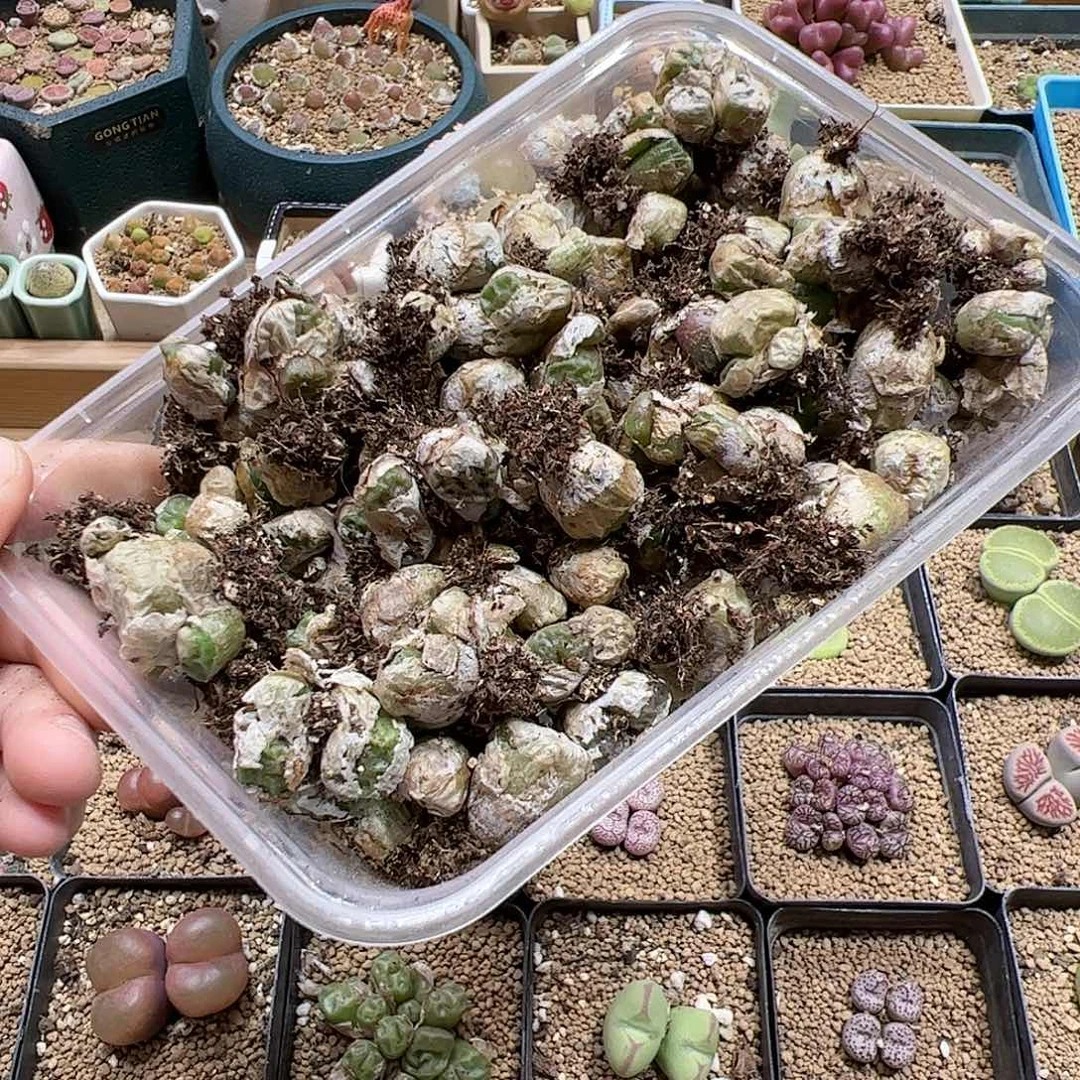 【闪购商品】125 清盒烧麦