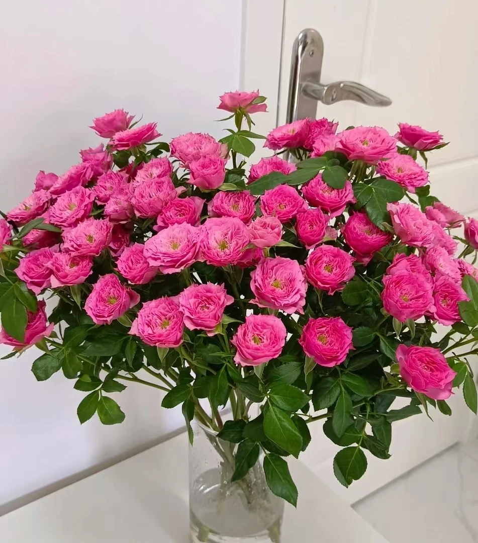 鲜花  多头玫瑰   B级苏菲宝贝10支  （2支不售后）  任意两单包邮