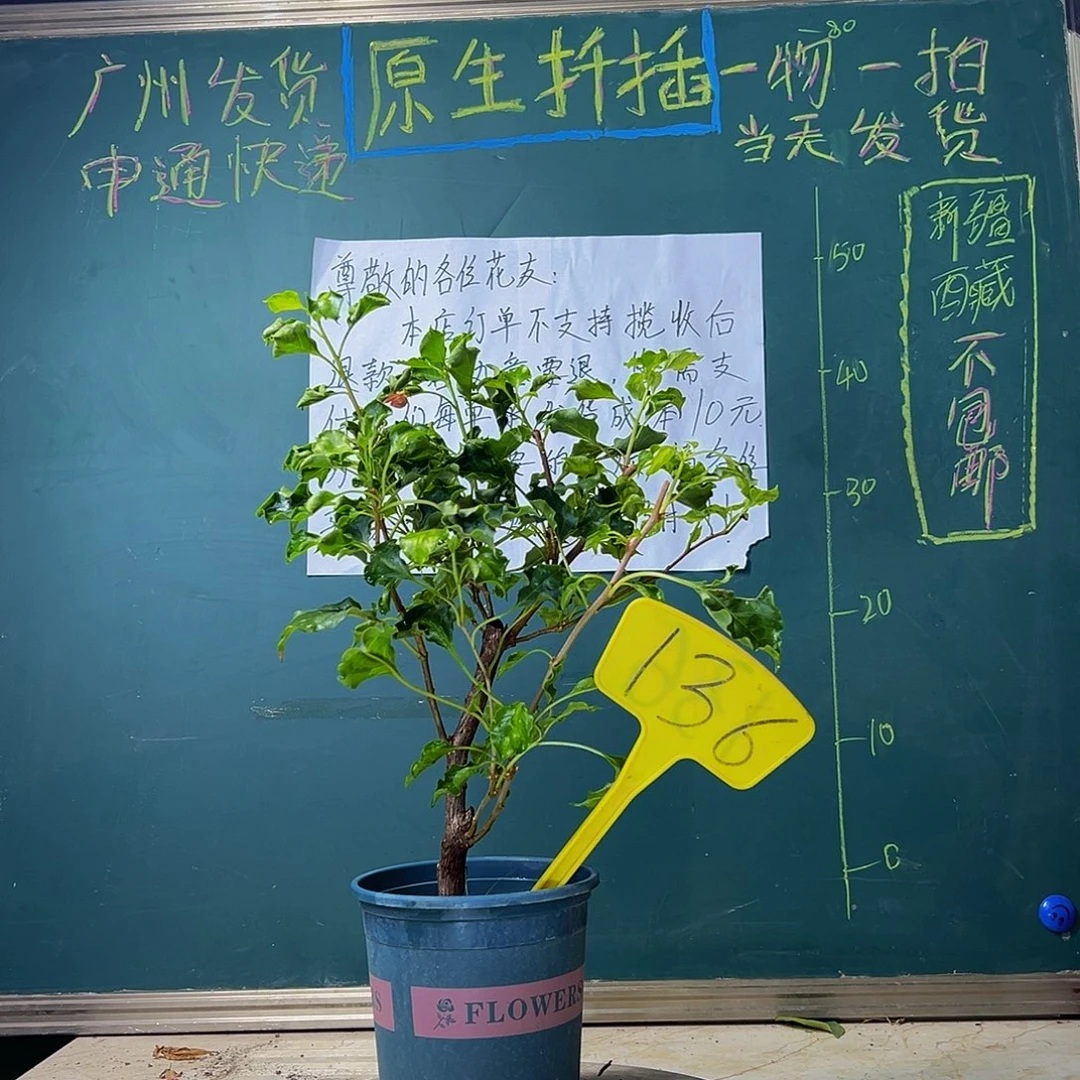 当前无花栽培后可以开花 蒙娜丽莎红 136